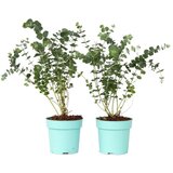 Plant in a Box evkalipt - 2 kos - eucalyptus pulverulenta 'baby blue' - višina 35-45cm - ⌀15cm, (21757530) Cene