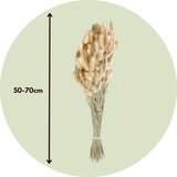 Plant in a Box posušeno cvetje - bouquet 'lagurus bunny ears' - šopek, (21758352) | Shoptok.si