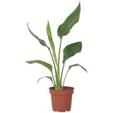 Plant in a Box kraljevska strelicija - strelitzia reginea - višina 25-40cm - ⌀9cm, (21758159) Cene
