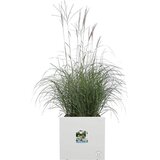 ELHO Korito za rastline vivo next quadrat - 30 cm - Bela Cene