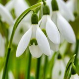 Plant in a Box Zvonček - 50 kos - Galanthus elwesii - Cvetne čebulice - Pamet, (21757021) | Shoptok.si