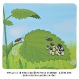 Avrora tako zraste metulj | Shoptok.si