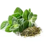 Origano