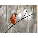  Tapeta - Bullfinch in the forest 250x193 | shoptok.hr
