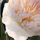Chloé Edp | ePonuda.com