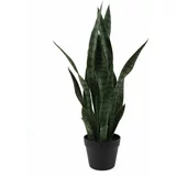 PT LIVING Sušena rastlina (višina 66 cm) Sansevieria –