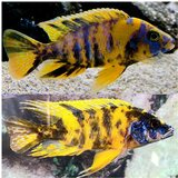 Akvarijum Centar yellow ob peacock | ePonuda.com