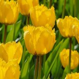 Royal De Ree tulipa Crystal star 5/1 Cene