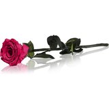 RoseAmor Fuchsia stabilizirana vrtnica na steblu 30 cm 1 kos | Shoptok.si