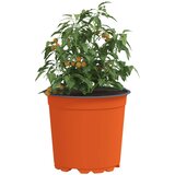  Lonac za cvijeće 50 pcs Terakota Ø 15 x 13 cm Plastika | shoptok.hr