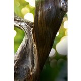Bvlgari MAN Wood Essence parfumska voda 60 ml za moške | Shoptok.si