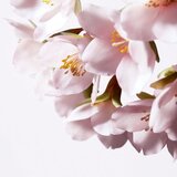 Shiseido White Lucent Illuminating Micro-Spot serum za posvetlitev in poenotenje kože 30 ml za ženske | Shoptok.si