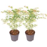 Plant in a Box japonski javor - 2 kos - acer palmatum 'ukigumo' - višina 50-60cm - ⌀19cm, (21757704) Cene