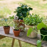  Svinčnik s semeni Sprout - sončnica | Shoptok.si