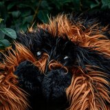  Velika plišasta tarantela | Shoptok.si