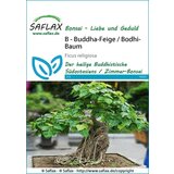 Saflax Bonsai - sveti figovec Cene