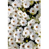 Conceptum Hypnose tepih (140x220) HMNT521 Cene