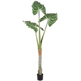  Alocasia cucullata umjetna 180 cm | shoptok.hr