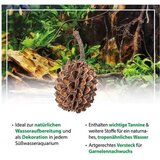 Arka casuarina cones 50 kom Cene
