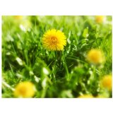  Tapeta - Dandelion flowers 350x270 | shoptok.hr