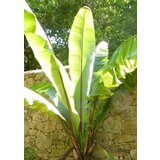 TROPICA Banana Darjeeling Cene