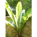 Banana Darjeeling