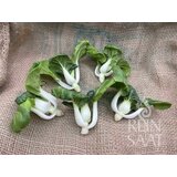 ReinSaat Mini Bok Choi - 1 pkt. | Shoptok.si