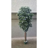 gusto stablo šeflere 165 cm
