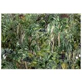  Samoljepljiva foto tapeta - Richness of Jungle 294x210 | shoptok.hr