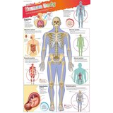 The Book Service Limited DK - DKfindout! Human Body Poster Cene