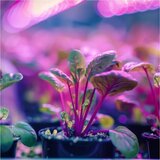 Fleksibilna stona lampa sa stezaljkom PLANTY 1xE27/30W/230V bela | Eponuda.com
