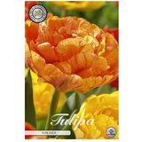  Cvjetne lukovice Tulipan Sunlover (Narančasta, Botanički opis: Tulipa)