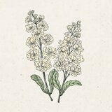  Matthiola Incana "Iron Yellow" (Šeboj) - 1 pkt. | Shoptok.si