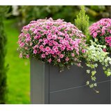 WESTMANN Talus XL | Metalna pravokutna žardinjera | 193 L | Antracit - BRANDED IN GERMANY | shoptok.hr