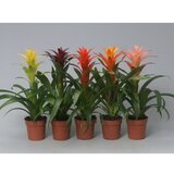 Rasadnik Topalović guzmania mix 12/50 | ePonuda.com