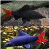 Akvarijum Centar Epalzeorhynchos bicolor Cene