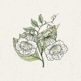  Cobaea scandens "Alba" (Kobeja) - 1 pkt. | Shoptok.si