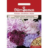 Dürr Samen Velike-žareče-astre Cene
