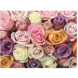  Tapeta - Pastel roses 350x270 | shoptok.hr