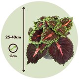 Plant in a Box coleus - 3 kos - plectranthus scutellarioides - višina 25-40cm - ⌀13cm, (21758258) | Shoptok.si
