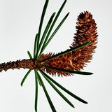 Loewe Solo Cedro darilni set za moške | Shoptok.si