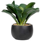  Cvet u saksiji SEMELA 20cm - Dark green - HML cene