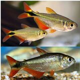 Akvarijum Centar buenos aires tetra | ePonuda.com