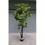 Lilium japanski javor zeleno-oranz 130cm u
