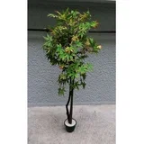 japanski javor zeleno-oranz 130cm