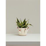 Sinsay Tegla za biljke | shoptok.hr