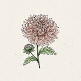  Poletne astre "King Size Apricot" | Shoptok.si