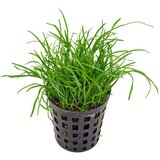 Rainforest lilaeopsis mauritiana | ePonuda.com