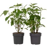 Plant in a Box hortenzija - 2 kos - hydrangea 'strong annabelle' - višina 30-40cm - ⌀19cm, (21757385) Cene