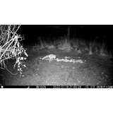 OXE Lovska kamera Tarantula WiFi 4K, zunanja baterija 6V/7Ah in napajalni kabel + 32GB SD kartica, 8 baterij in stativ! | Shoptok.si
